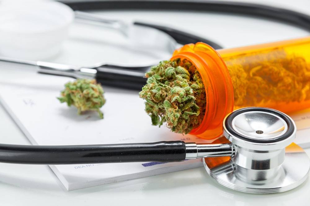 Viedma Aprobaron El Autocultivo De Cannabis Medicinal
